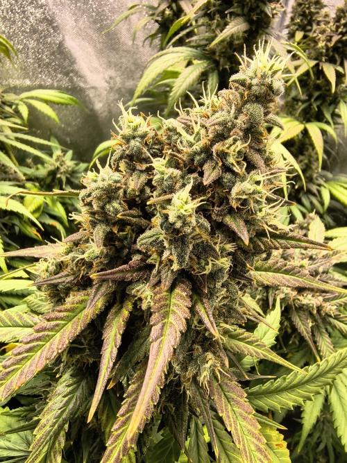 Banana Purple Punch , Gelato. Week 10