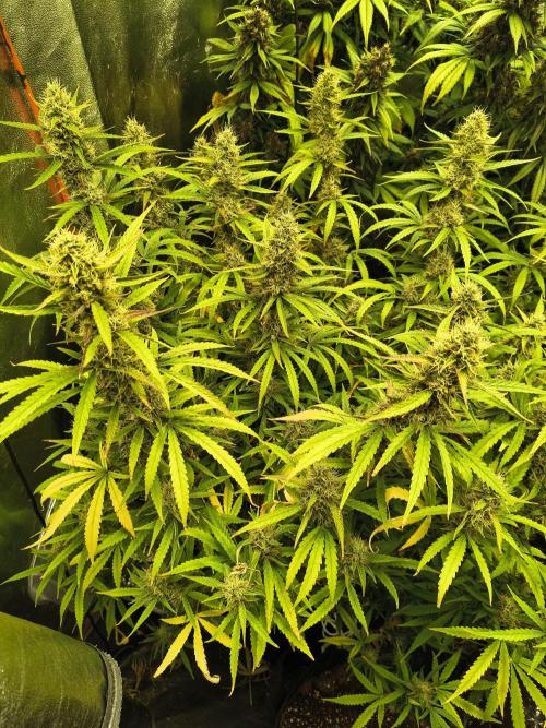 Banana Purple Punch , Gelato. Week 10