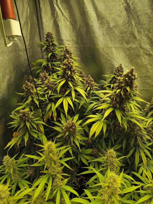Banana Purple Punch , Gelato. Week 10