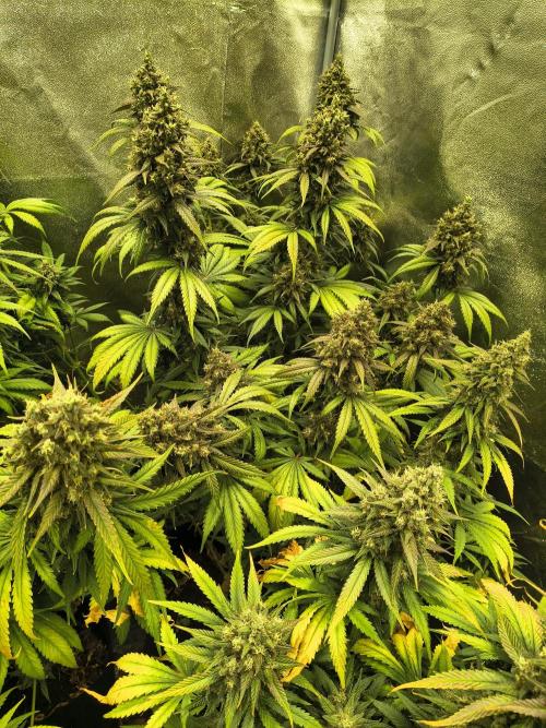 Banana Purple Punch , Gelato. Week 10