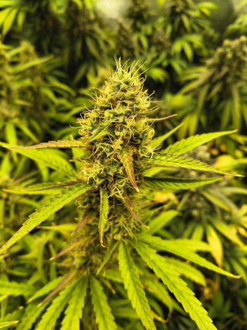 Banana Purple Punch , Gelato. Week 10
