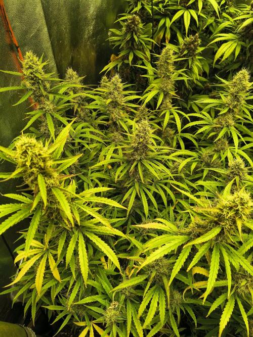 Banana Purple Punch , Gelato. Week 10
