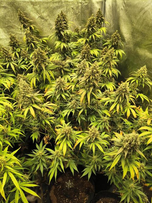 Banana Purple Punch , Gelato. Week 10