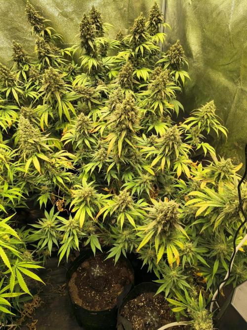Banana Purple Punch , Gelato. Week 10