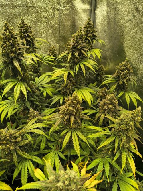 Banana Purple Punch , Gelato. Week 10