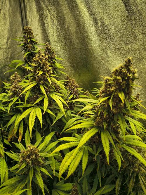 Banana Purple Punch , Gelato. Week 10