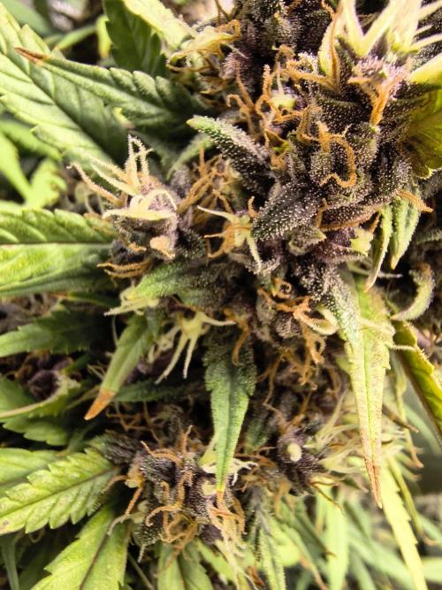 Banana Purple Punch , Gelato. Week 10