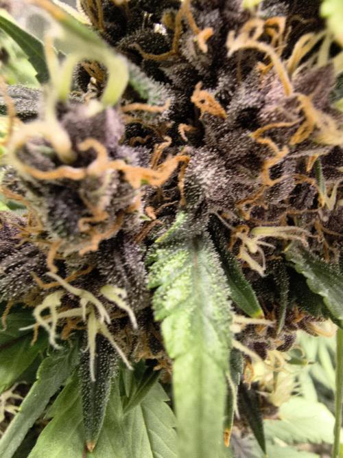 Banana Purple Punch , Gelato. Week 10