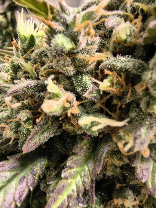Banana Purple Punch , Gelato. Week 10
