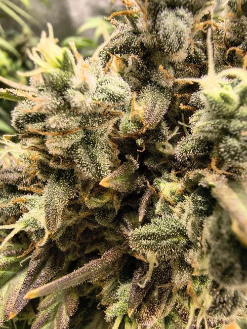 Banana Purple Punch , Gelato. Week 10