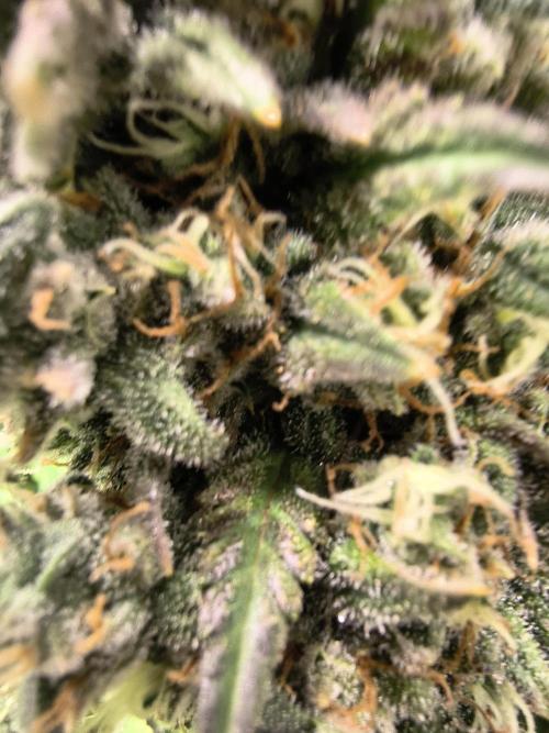 Banana Purple Punch , Gelato. Week 10