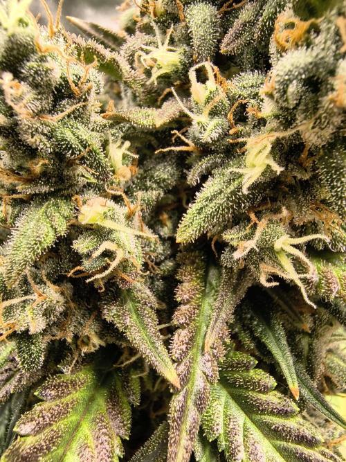 Banana Purple Punch , Gelato. Week 10