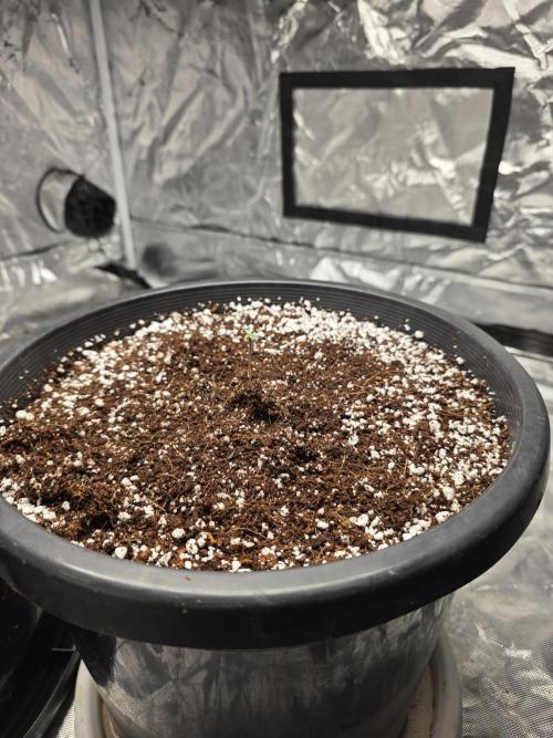1st grow. Week 0 - 1st day in medium 