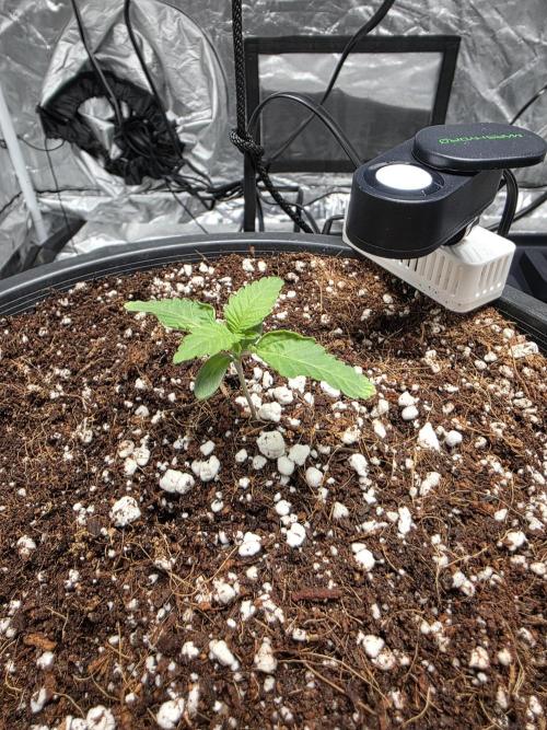 1st grow. Week 0 - 2nd week runtz punch