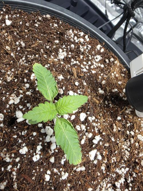 1st grow. Week 0 - 2nd week permanent marker.