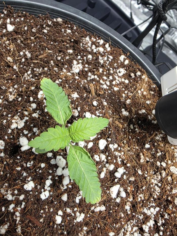 1st grow. Week 2