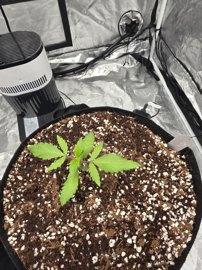 1st grow. Week 3 - Runtz punch 17 days old
