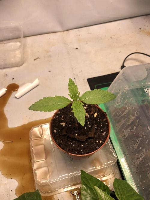 Lemon Mandarin. Week 0