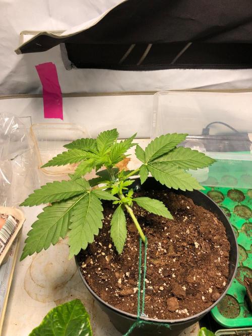 Lemon Mandarin. Week 0