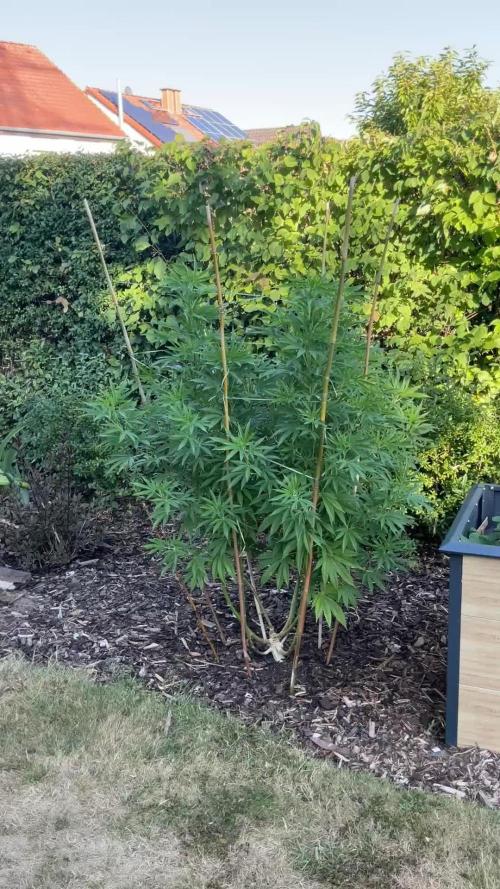 Lemon Mandarin. Week 1