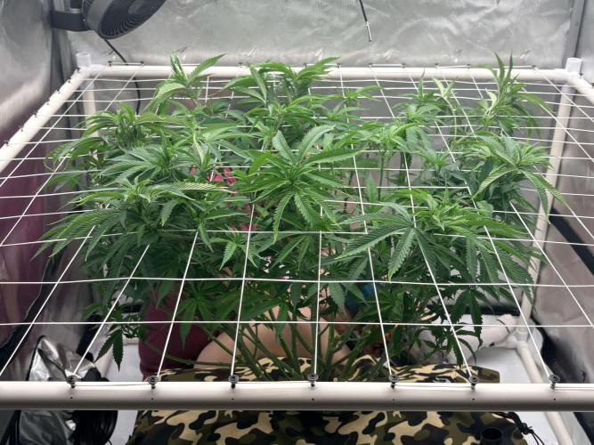 Blue Zen (Blue Guava x Blue Zushi). Week 9