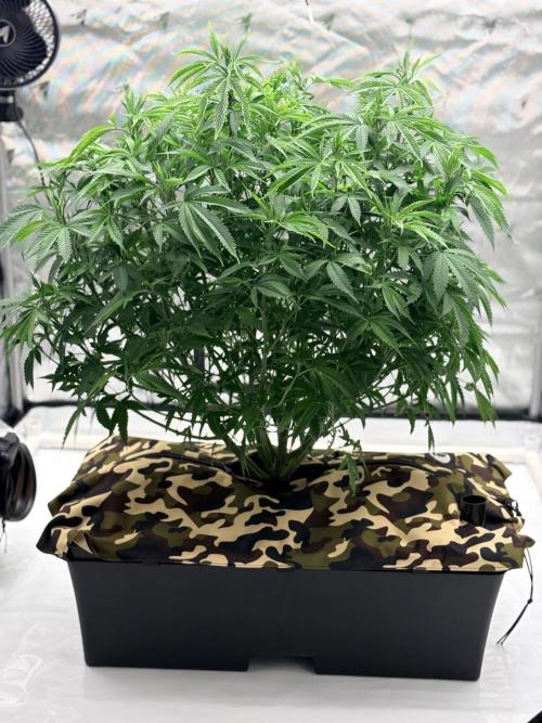 Blue Zen (Blue Guava x Blue Zushi). Week 9