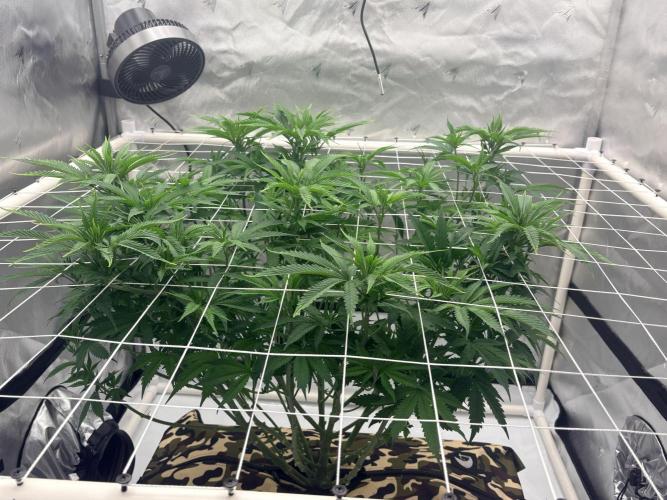 Plant #2: Blue Zen. Week 9 - Definitely can smell her here. Post-lollip pop and defoli