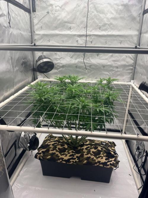 Blue Zen (Blue Guava x Blue Zushi). Week 9