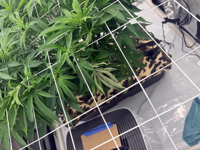 Plant #2: Blue Zen. Week 9 - 5/19 - Broken bud site during ScrOG training