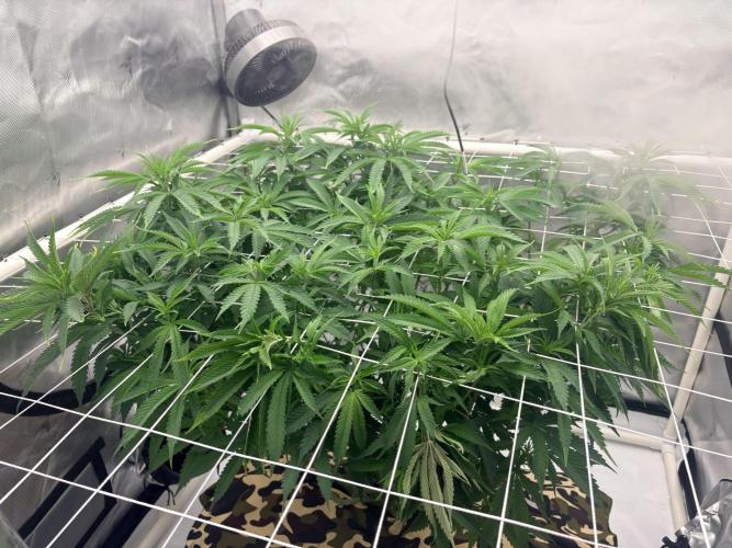 Blue Zen (Blue Guava x Blue Zushi). Week 9
