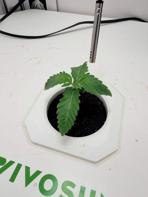 Forgotten Strawberries. Week 1