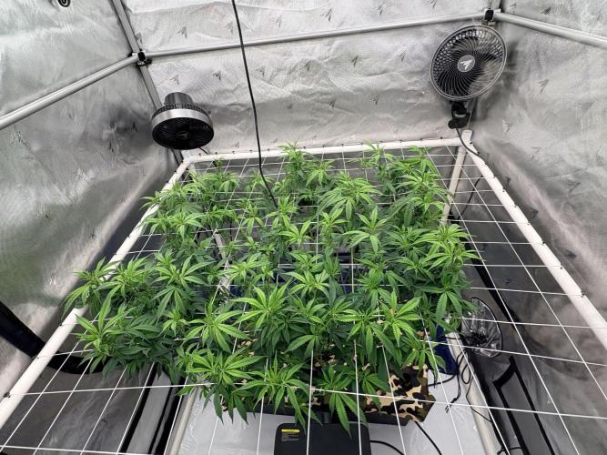 Plant #2: Blue Zen. Week 11
