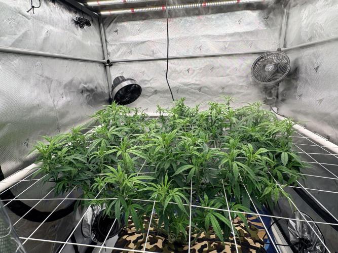 Plant #2: Blue Zen. Week 11
