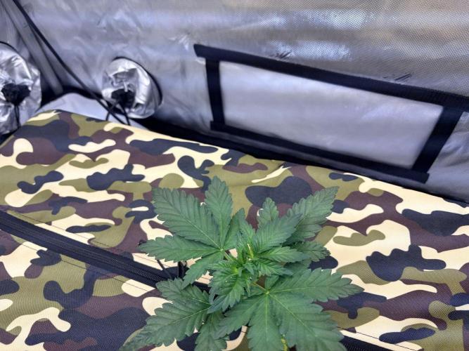 Plant #3: Planet of the Grapes. Week 2