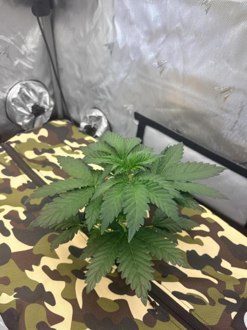 Plant #3: Planet of the Grapes. Week 3