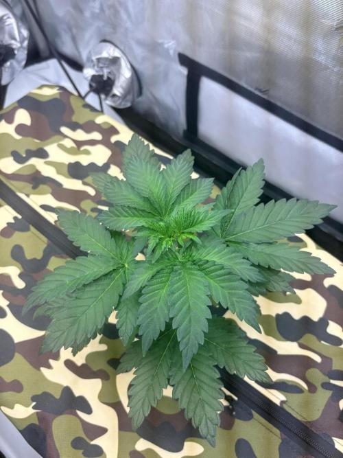 Plant #3: Planet of the Grapes. Week 3
