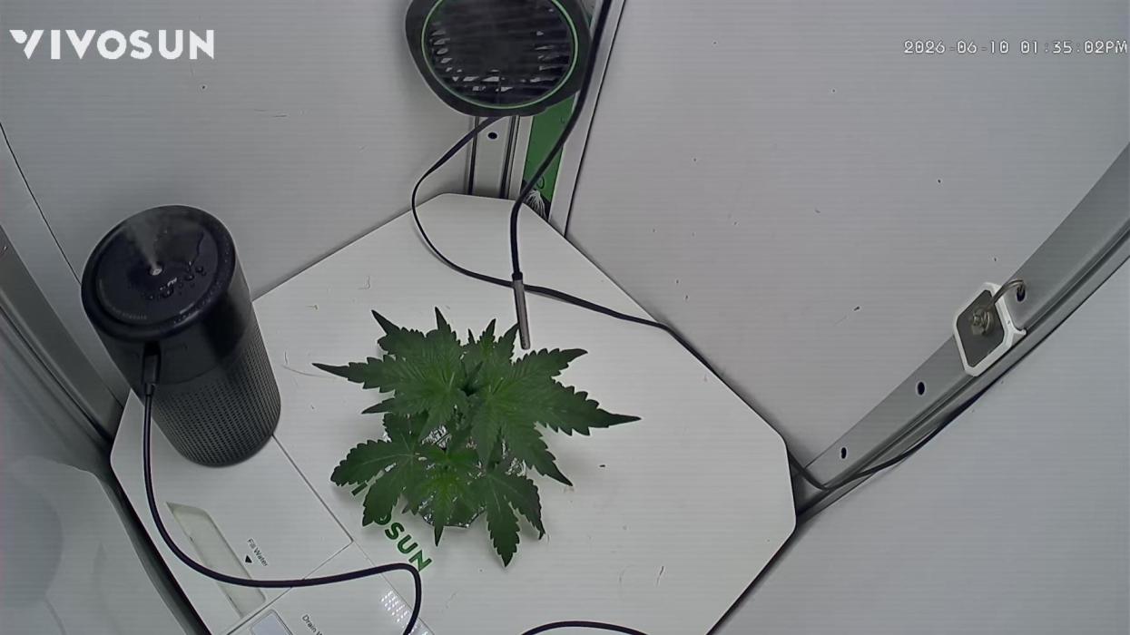 Plant #4: Forgotten Strawberries Auto. Week 3