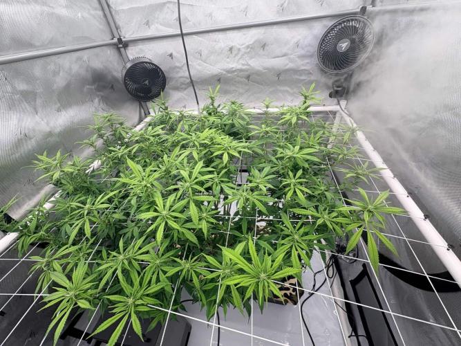 Plant #2: Blue Zen. Week 12