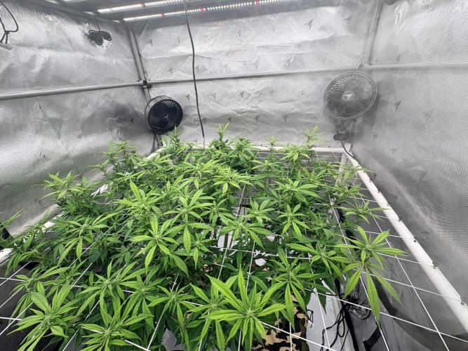 Plant #2: Blue Zen. Week 12