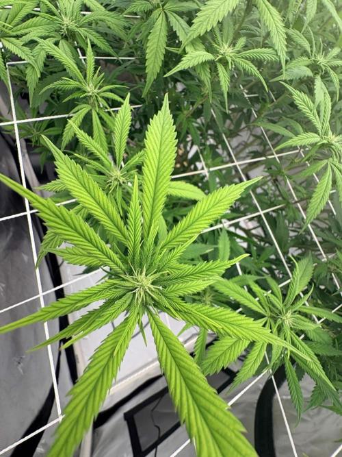 Plant #2: Blue Zen. Week 12