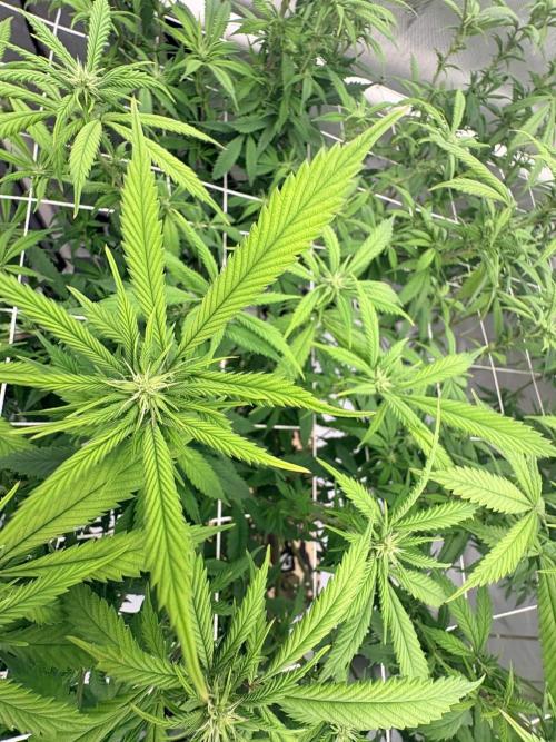 Plant #2: Blue Zen. Week 12