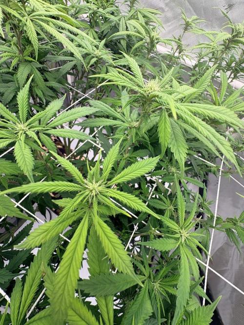 Plant #2: Blue Zen. Week 12