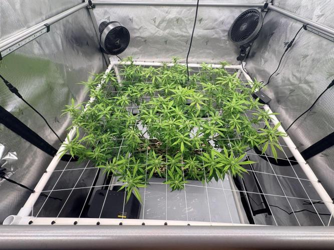 Plant #2: Blue Zen. Week 13