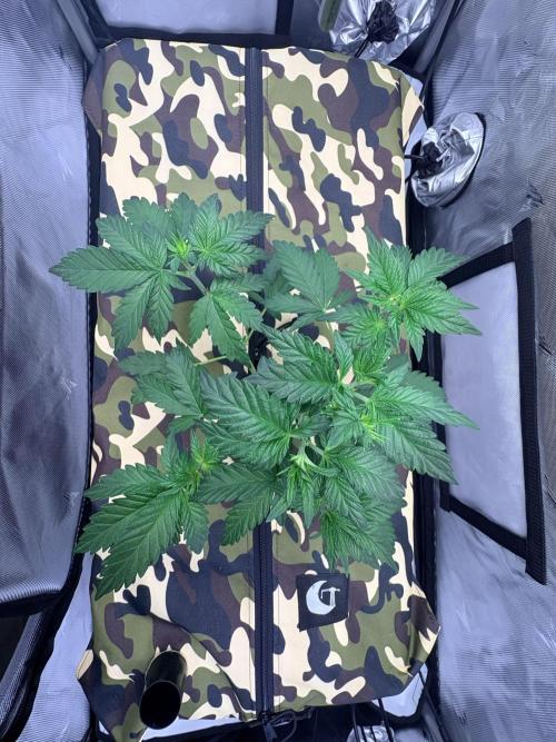 Plant #3: Planet of the Grapes. Week 4