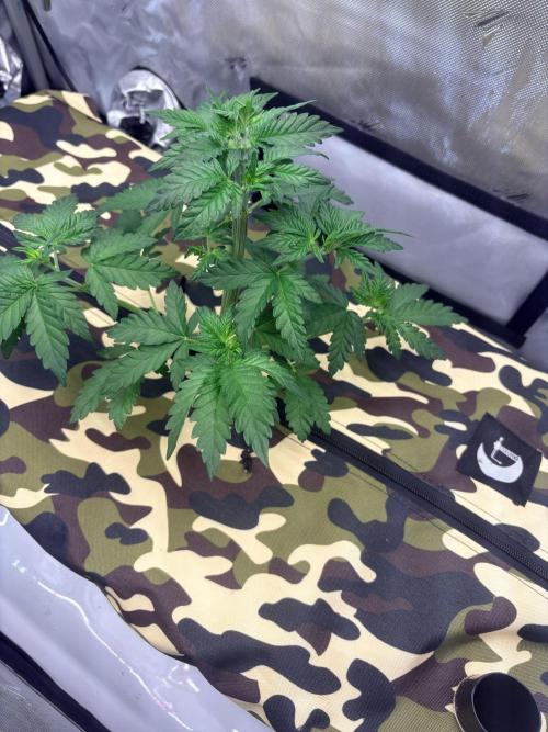 Plant #3: Planet of the Grapes. Week 4