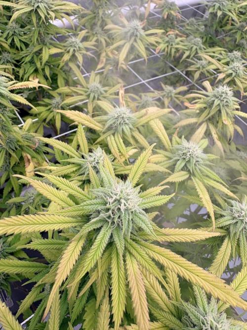 Plant #2: Blue Zen. Week 15