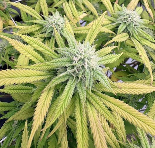 Blue Zen (Blue Guava x Blue Zushi). Week 15