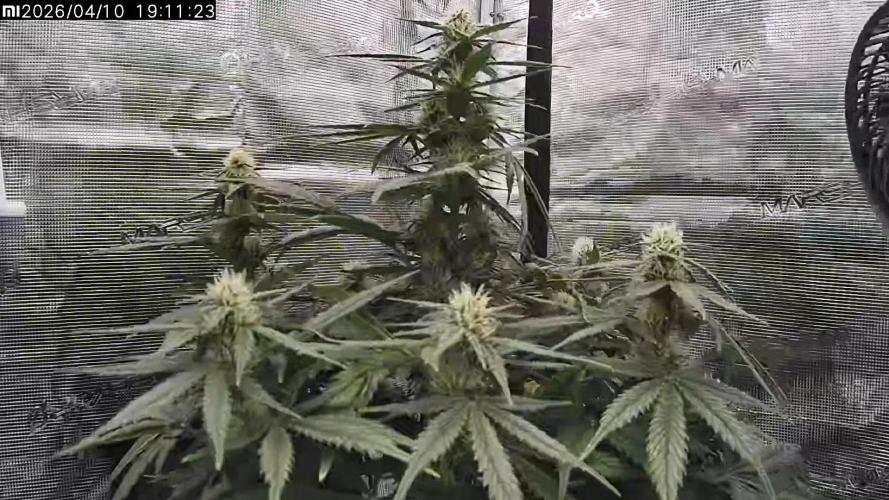 Lemon Cherry Gelato Auto R3. Week 7