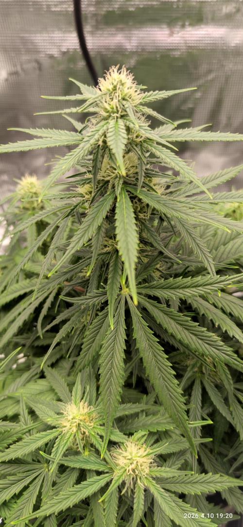 Lemon Cherry Gelato Auto R3. Week 7