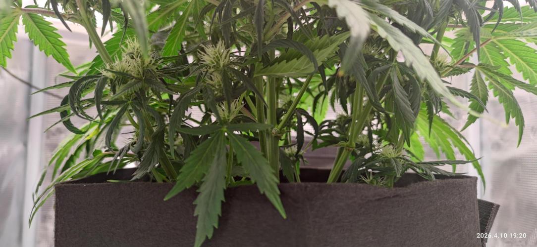 Lemon Cherry Gelato Auto R3. Week 7
